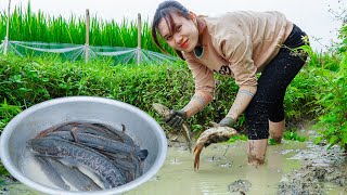 Harvesting Catfish amp Carp in the Field Go to Market to Sell  Spring Crop Care Green Garden Care [upl. by Lucais684]