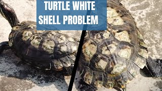 Red Eared Slider Turtle White Shell Problem turtle redearedsliderturtle viralvideo youtube [upl. by Ellac]