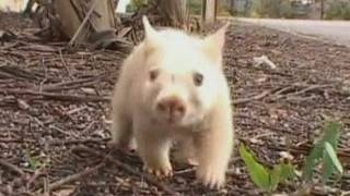 WHITE WOMBAT Rare wombat is wonder Down Under [upl. by Rahr583]