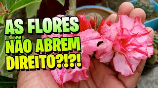 ✅ MEMBROS Minha ROSA DO DESERTO abre flores rasgadas como resolver [upl. by Aonian935]