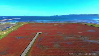 JG8K HDR 北海道 卯原内のアッケシソウ（サンゴ草）HokkaidoGlasswort at Ubaranai [upl. by Neeleuqcaj]