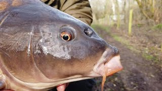 Bramble Mere Carp Fishing  Watch in HD [upl. by Ariajay164]