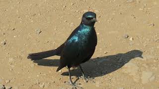 Burchells starling call  sound [upl. by Gower]