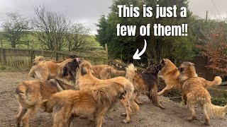 This Is Leonberger Heaven  All 18 Dogs let out [upl. by Oswin]