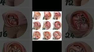 Foetus development stages in weeks inside mother womb 🤰knowledge easylearning shortsvideoshare [upl. by Edik]