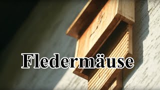 Wohnen hier Fledermäuse [upl. by Kinsley]