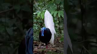 The white tailed wattled bulwer pheasant birds eat a variety food ants and forageviralshortvideo [upl. by Annabell]