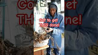 ALL about hand digging potatoes and overwintering Dahlia Tubers shortvideo shorts short [upl. by Auqenet]