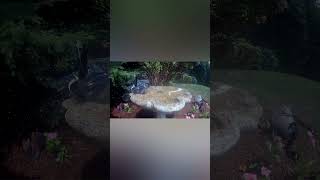 birdbath birdcam birds nature wildlife animals [upl. by Adeirf664]