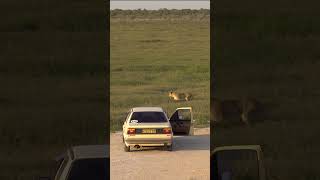 Lions Encounter in Etosha National Park Namibia [upl. by Cristoforo]