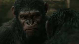 Dawn of the Planet of the Apes 2014  Caesar vs Koba [upl. by Murton]