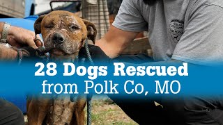 28 Dogs Rescued from Polk Co [upl. by Torp]