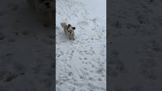 Mojo the Dog ❤️ Living in Wyoming Winter shorts Dogs Playing Outside 🐶 [upl. by Atteuqehs]