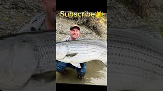 Your striped bass if fishing [upl. by Adamski]