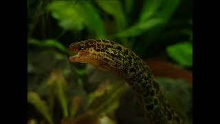 Gymnothorax polyuranodon  Freshwater moray  Tiger moray  Süßwassermuräne xenoaquaria [upl. by Kenway]