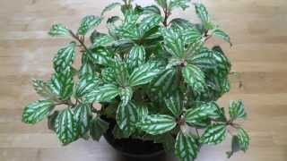 5 Easy amp Unique Houseplants [upl. by Caldeira433]