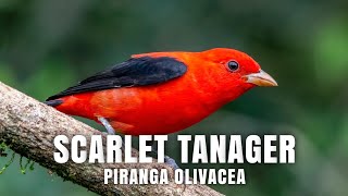 SCARLET TANAGER Piranga Olivacea [upl. by Burlie483]