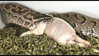 African Rock Python Eats Pig Time Lapse x5 [upl. by Jenn]