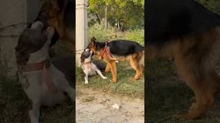 German shepherd vs pitbull bite force  Pitbull vs German shepherd dog  Pitbull shorts  Gsd shorts [upl. by Arodoeht]