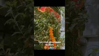 Tulsi vivah devuthaniekadashi puja vrat vidhi trendingshort viralvideo jaigaumata [upl. by Questa]