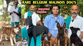 BELGIAN MALINOIS Puppys  Direct Imported Dogs  Puppys For Sale  Rare Colour  4K [upl. by Bilac]