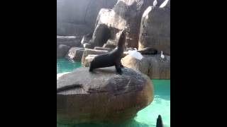 Sea Lion Screaming And Waiving To Be Fed [upl. by Isia]