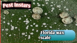 Florida wax scaleCeroplastes floridensisSoft scaleInstarsInteresting factsInsectLife on earth [upl. by Wittenburg]