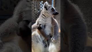 1 Day Old Baby Ringtailed Lemur [upl. by Yentrac]