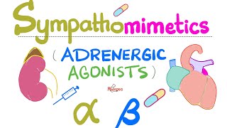 Sympathomimetics Adrenergic Agonists—Epinephrine Norepinephrine  Alpha amp Beta Receptors [upl. by Eahs196]