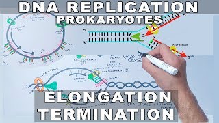 DNA Replication in Prokaryotes  Elongation and Termination [upl. by Aklog]