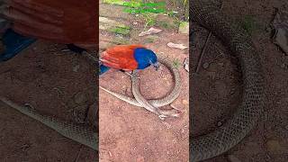 nature рысь cuộc c hiến bìm bịp và rắn hổ mang 2026birds cobra viralvideo shorts funny love [upl. by Gilbertine]