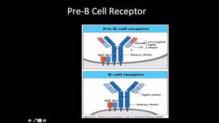 Immunology B cell development pro and pre b cells [upl. by Iuqcaj322]