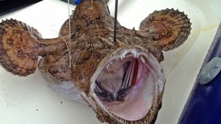 Lotte baudroie 14kg en chasse sous marine  Monkfish [upl. by Wolf]