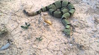 My Banded Rock Rattlesnake  Crotalus lepidus klauberi [upl. by Vergil106]