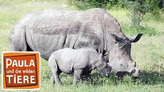 Ganz nah am Nashorn  Reportage für Kinder  Paula und die wilden Tiere [upl. by Ezri]