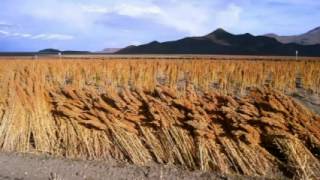 Nuestro amor a la tierra Kalamarka 2012 [upl. by Haikezeh]