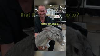 The Largest Rabbit Breed in the World [upl. by Lennard]