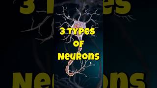 3 Types of Neurons shorts shortvideo neurons facts psychology [upl. by Ariad]