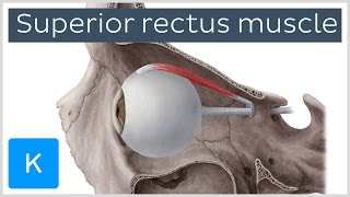 Superior Rectus Muscle of the Eye preview  Human Anatomy  Kenhub [upl. by Witty]