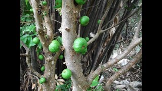 Explicando sobre o caimento das folhas da jabuticaba [upl. by Rafter]