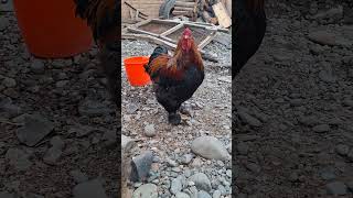 El mejor gallo peruano shortvideo gallinas crianza [upl. by Tull]