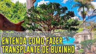 Como fazer TRANSPLANTE de bonsai de BUXINHO [upl. by Lenox]