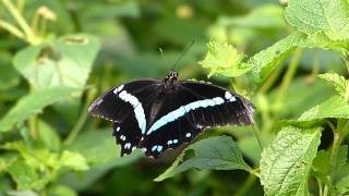 Schmetterling Papilio nireus [upl. by Lokcin]