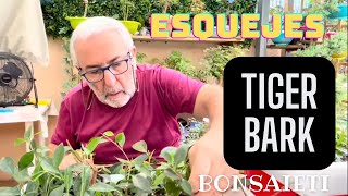 🌱 Esquejes de Ficus Tiger Bark FÁCIL Ficus madre [upl. by Waller]