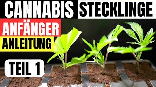 Cannabis Stecklinge schneiden für Anfänger Anleitung und Theorie bei KK Farming Österreich TEIL 1 [upl. by Wertz]