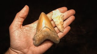 Fossil Shark Teeth Ancient Artifacts amp Exploration  A Day In The Life Of WILDKYLE amp PaleoCris [upl. by Inalem]