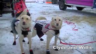 2015 Iditarod SP Kennel Red Team Fairbanks ReStart [upl. by Montford75]