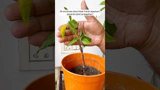 4 most important points for plant propagation 🪴 yt youtubeshorts shorts plants tips diy home [upl. by Yerd]