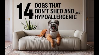 Dogs That Dont Shed And Are Hypoallergenic Top 14 Breeds for Allergy Sufferers [upl. by Mazman43]