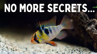 Everything You Should Know Before You Get Ram Cichlids 7 Tips for Keeping Rams in an Aquarium [upl. by Nipahc]